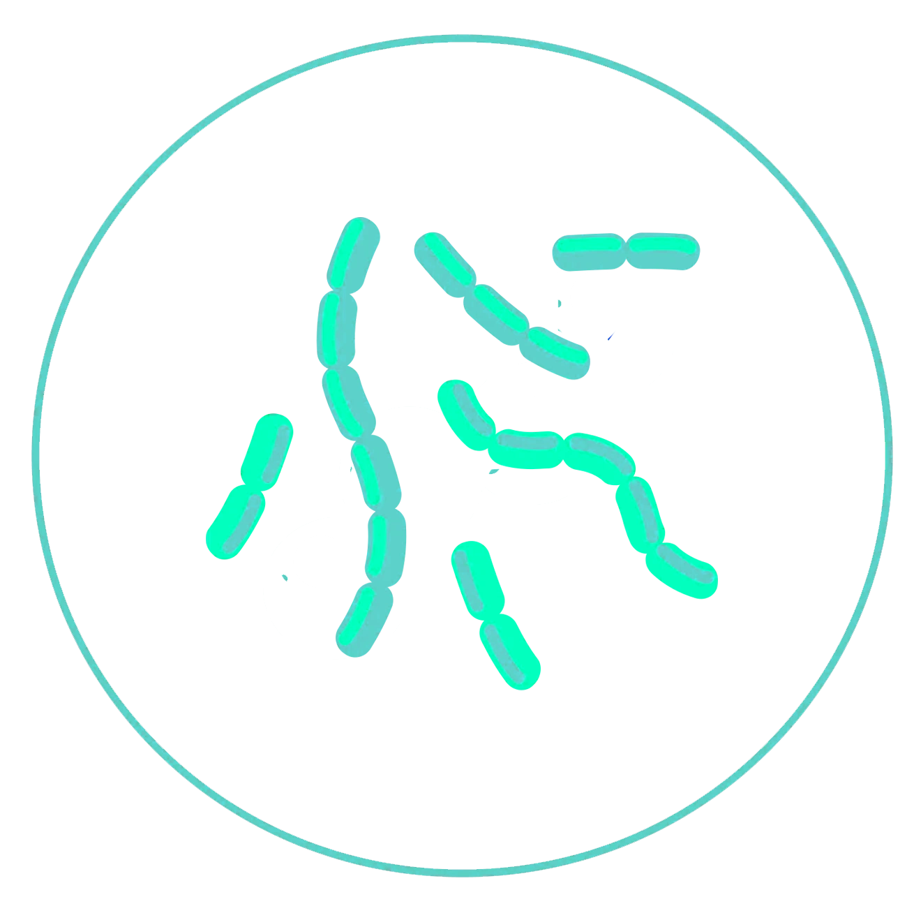 Haemophilus ducreyi (nur STI XXL)